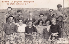 vendanges_vi